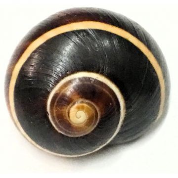 Polymita picta brown white line 21.84 mm Cuban Shell