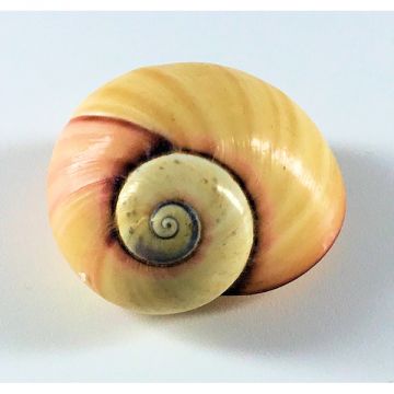 Polymita Picta beige 21.61 mm Cuban Shell