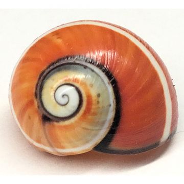 Polymita Picta brown-red white line 19.08 mm Cuban Shell