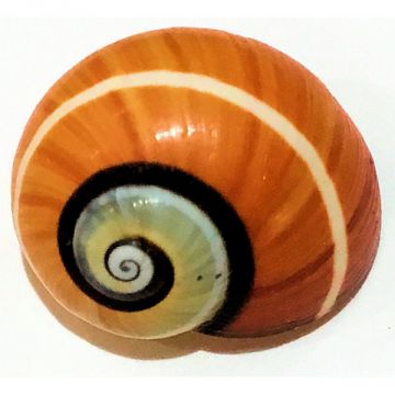 Polymita Picta brown-red white line 18.82 mm Cuban Shell