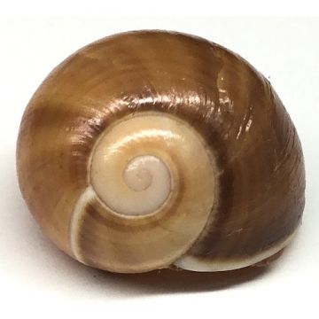 Polymita Picta brown 20.38 mm Cuban Shell