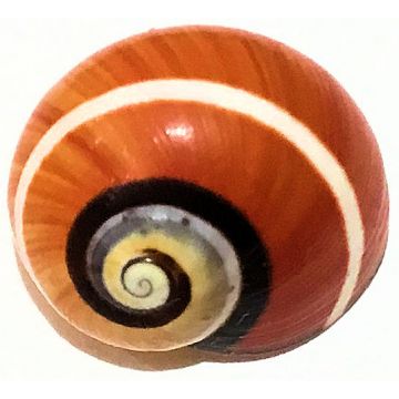 Polymita Picta brown-red white line 16.98 mm Cuban Shell