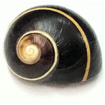Polymita Picta black white line 20.85 mm Cuban Shell