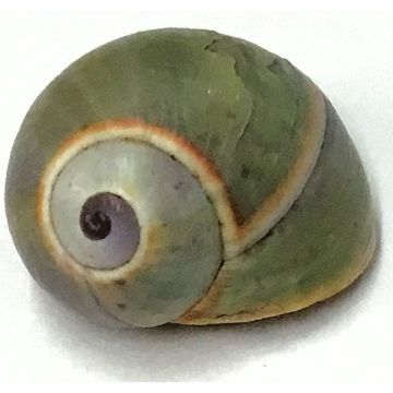 Polymita picta Fuscolimbata green 21.85 mm Cuban Shell