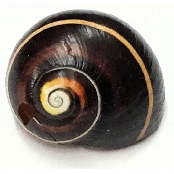 Polymita Picta brown black lines 18.31 mm Cuban Shell