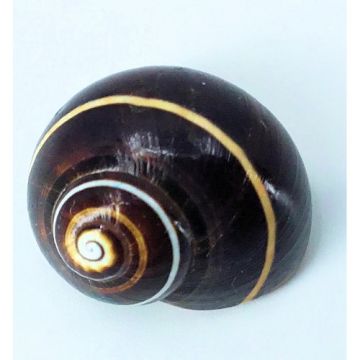 Polymita Picta beige black white lines 22.72 mm Cuban Shell