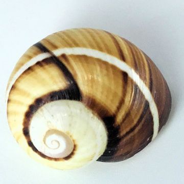 Polymita Picta beige white line 21.26 mm Cuban Shell