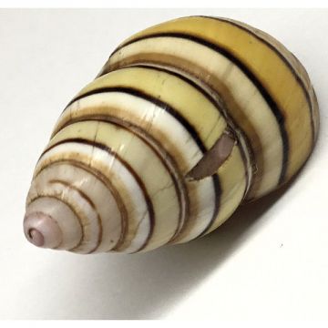 Liguus Fasciatus f. achatinus Cuban shell, 32.44X18.60 mm