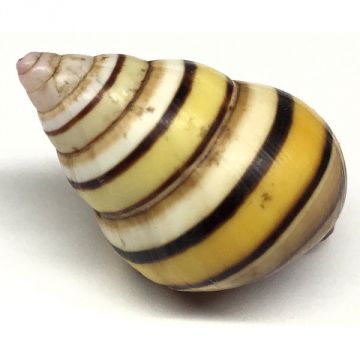 Liguus Fasciatus f. achatinus Cuban shell, 28.63 X 16.77 mm