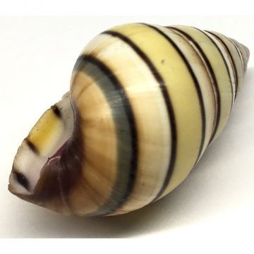 Liguus Fasciatus f. achatinus Cuban shell, 33.76 X 18.13 mm