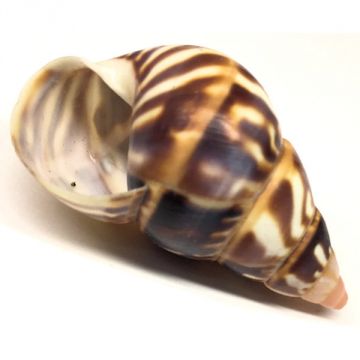 Liguus Fasciatus f. achatinus Cuban shell, 40.50 X 23.05 mm