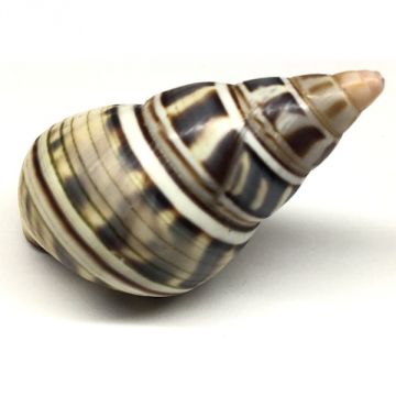 Liguus Fasciatus f. achatinus Cuban shell, 39.61 X 21.28 mm