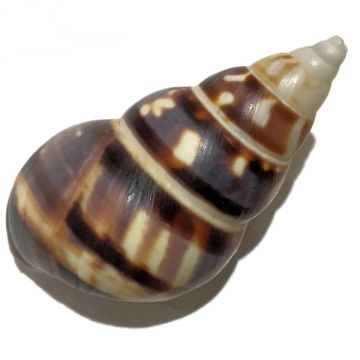 Liguus Fasciatus f. achatinus Cuban shell, 46.56 X 28.27 mm