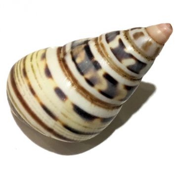 Liguus Fasciatus f. achatinus Cuban shell, 39.01 X 22.27 mm