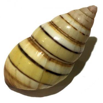 Liguus Fasciatus f. achatinus Cuban shell, 39.29 X 19.27 mm