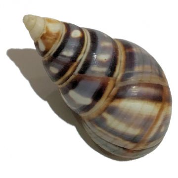 Liguus Fasciatus f. achatinus Cuban shell, 45.97 X 23.93 mm