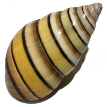 Liguus Fasciatus f. achatinus Cuban shell, 33.95 X 17.77 mm