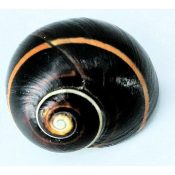 Polymita Picta black beige line 27.74 mm Cuban Shell