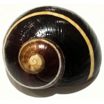 Polymita Picta black white line 24.10 mm Cuban Shell