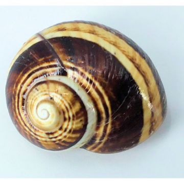 Polymita Picta beige brown lines 26.51 mm Cuban Shell