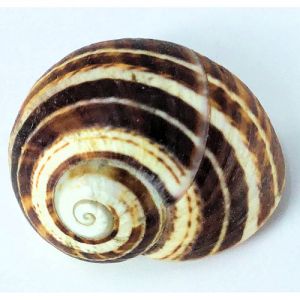 Polymita Land Snail Shells