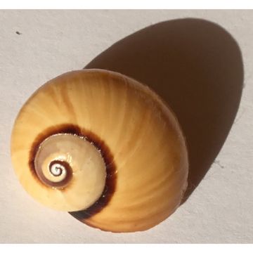 Polymita Picta beige 22.71 mm Cuban Shell