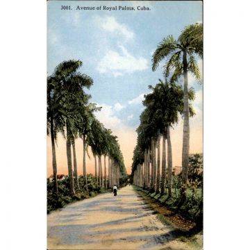 Avenida de Palmas Habana Postcard