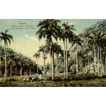 Paisaje - Isla de Pinos Postcard