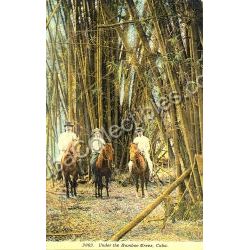 Bamboo en Cuba Postcard